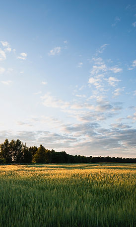 Image by Roman Grachev