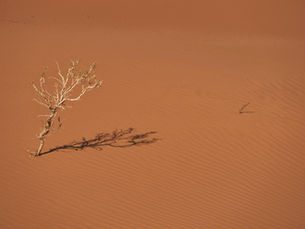 🌵 Giornata Mondiale per la Lotta alla Desertificazione e alla Siccità