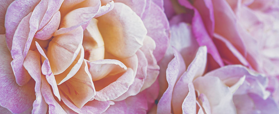 Rose für die Herzenliebe