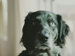 La crisis curativa: cuando el cuerpo empieza a limpiar de verdad