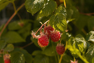 Image by Dámaris Azócar