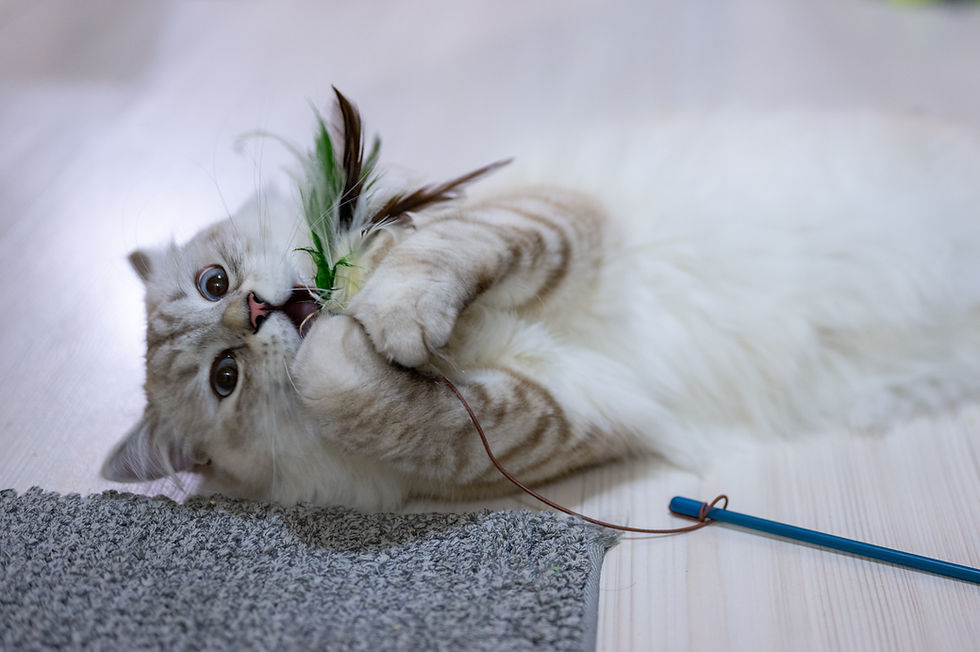 A playful cat is engrossed in its toy, providing the perfect distraction from the booming fireworks outside.