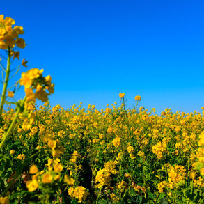 Canola Council receives $9 million through Sustainable Canadian Agriculture Partnership for canola research cluster