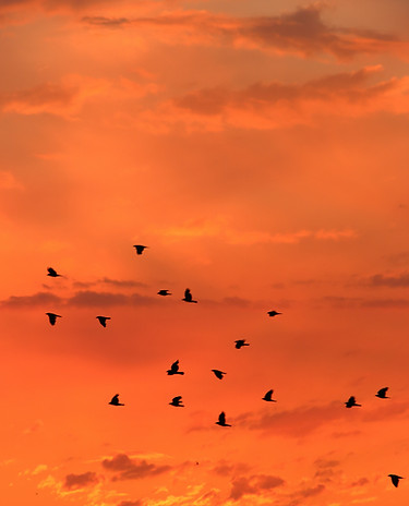 Image by Martin Woortman