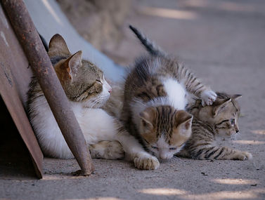 cat and kittens
