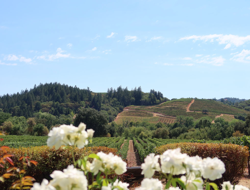 Hills full of vineyards with a few bright white roses in the front.