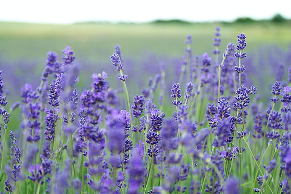 Image by Annie Spratt