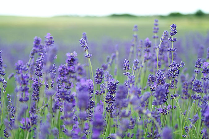 Image by Annie Spratt