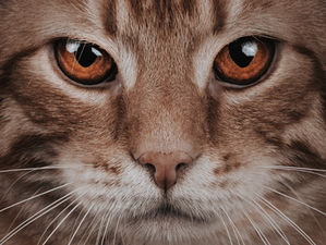  El gato como espejo: la sorprendente capacidad felina de revelarnos a nosotros mismos