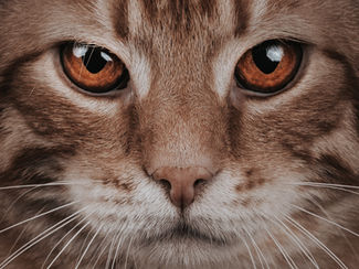 El gato como espejo: la sorprendente capacidad felina de revelarnos a nosotros mismos