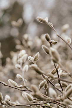 Image by Annie Spratt