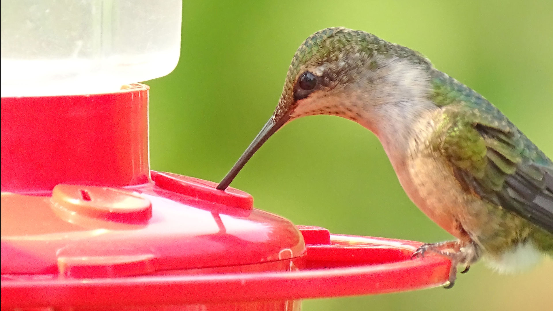 How to maintain hummingbird feeders and make hummingbird nectar.