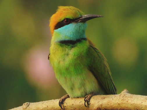 Why Birds and Their Songs Are Good For our Mental Health