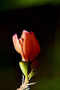 Image de Peter Franke