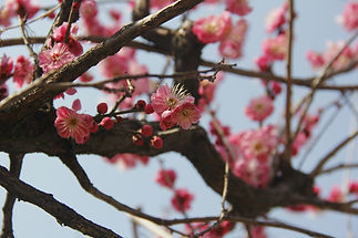 Image by Uttam Kumar Roy