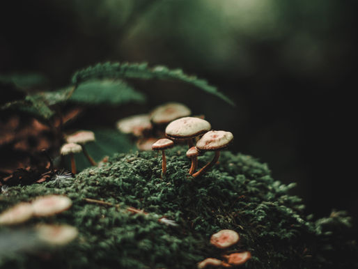 Kräuter, Kneippen, Frühstücken – so darf ein schöner Morgen im Juli beginnen!