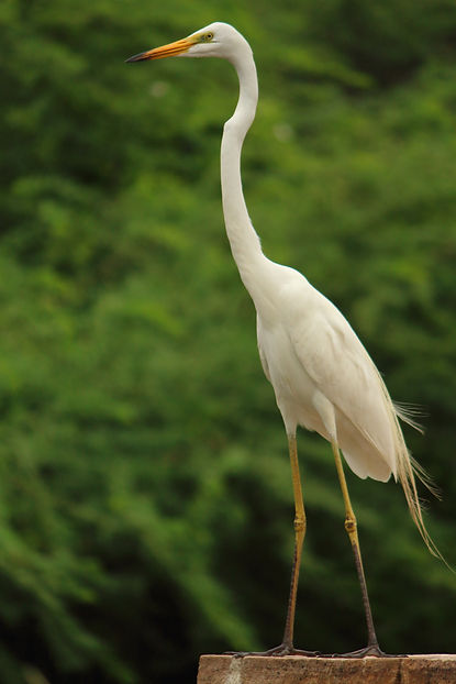 Image by Saketh Upadhya
