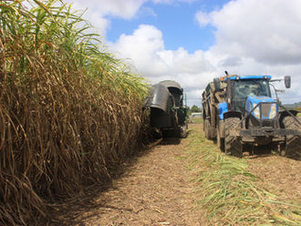 Vietnam: Anti-dumping tax will support sugar industry