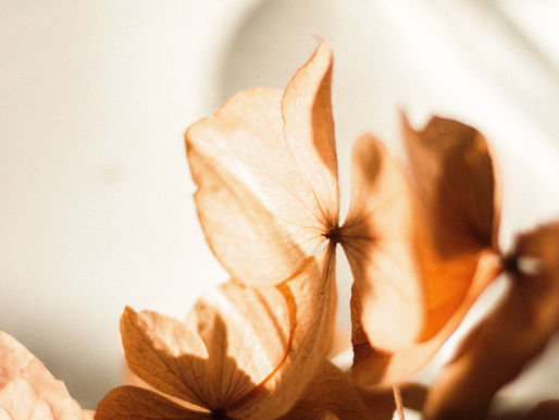 Our Obligation to Preserve Human Life