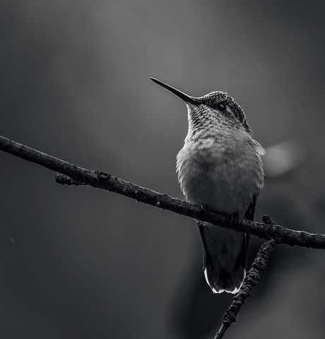 Image by Jeremy Hynes