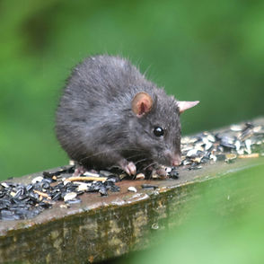 Community Support Needed To Address Rat Problem