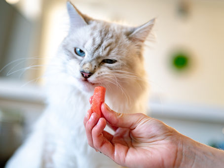 Kucing Tidak Mau Makan