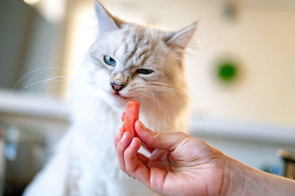 Kucing Tidak Mau Makan