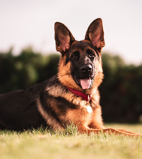 Image by Alexander Naglestad