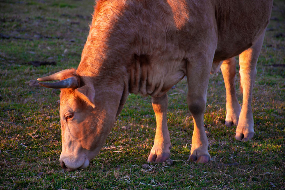 Veterinario realizando diagnóstico clínico en ganado bovino de leche.