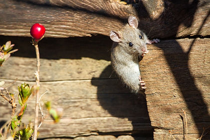 Rat Removal Trap N Go