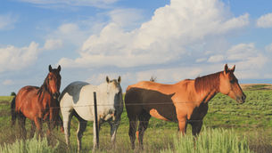 Horse in pasture