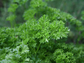 Viel Petersilie im Juni
