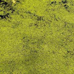 Algae: A Green Problem With No Green Solution
