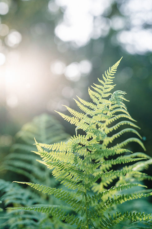 Image by Holly Booth