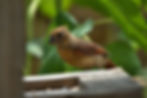 Close-up view of a platform bird feeder filled with sunflower seeds