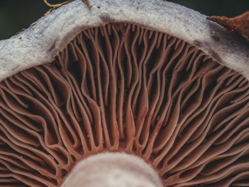 What is nature-related risk and how can asset managers consider it?