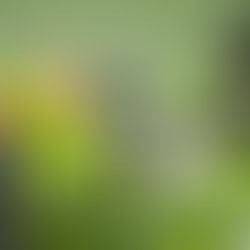 サビアンシンボル水瓶座15度