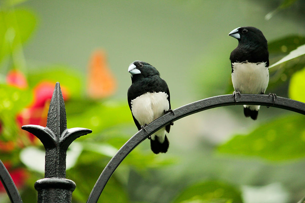 サビアンシンボル水瓶座15度