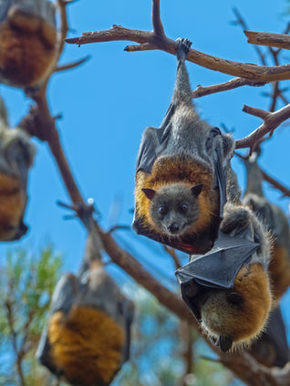 Nipah: The Fear Over Kerala