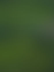 Ranikhet - Uttarakhand