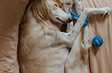 Saluki ensamhetsträning separationångest hund