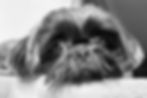Pekingese Dog: Complete Breed Guide, Price, Care, Personality and Health