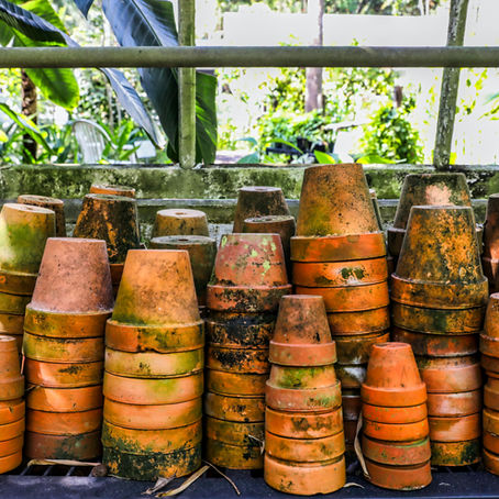 10 Florida Plants That Survive Heat and Neglect