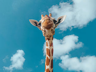 Die Giraffe Lalabum