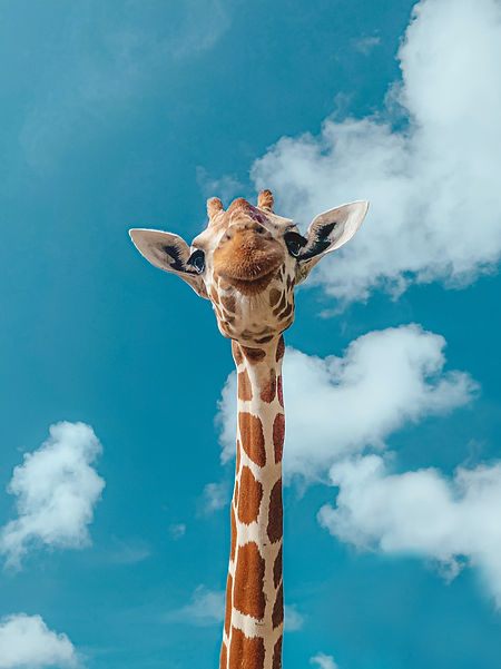 Image by Jeremiah Del Mar