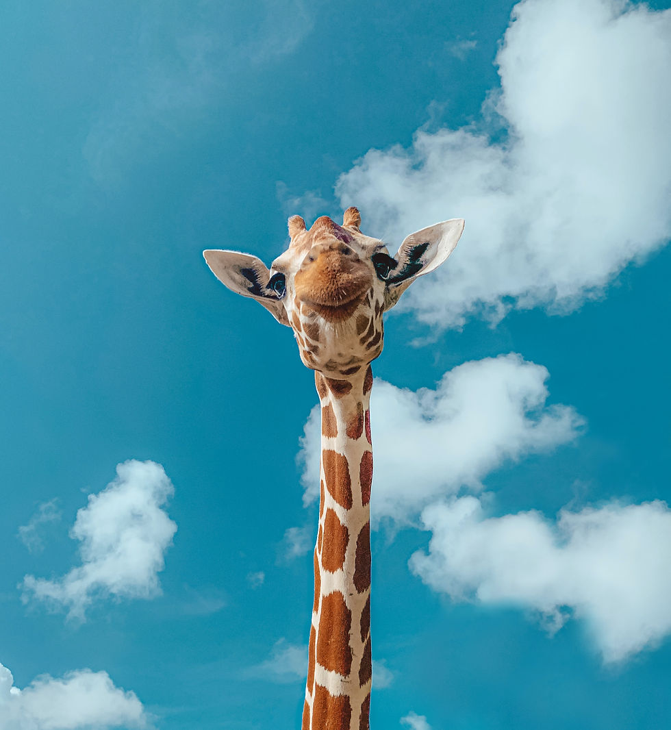 Image by Jeremiah Del Mar