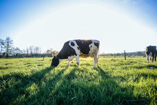 Part 3 | rbST: Friend or Foe