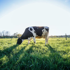 Part 3 | rbST: Friend or Foe