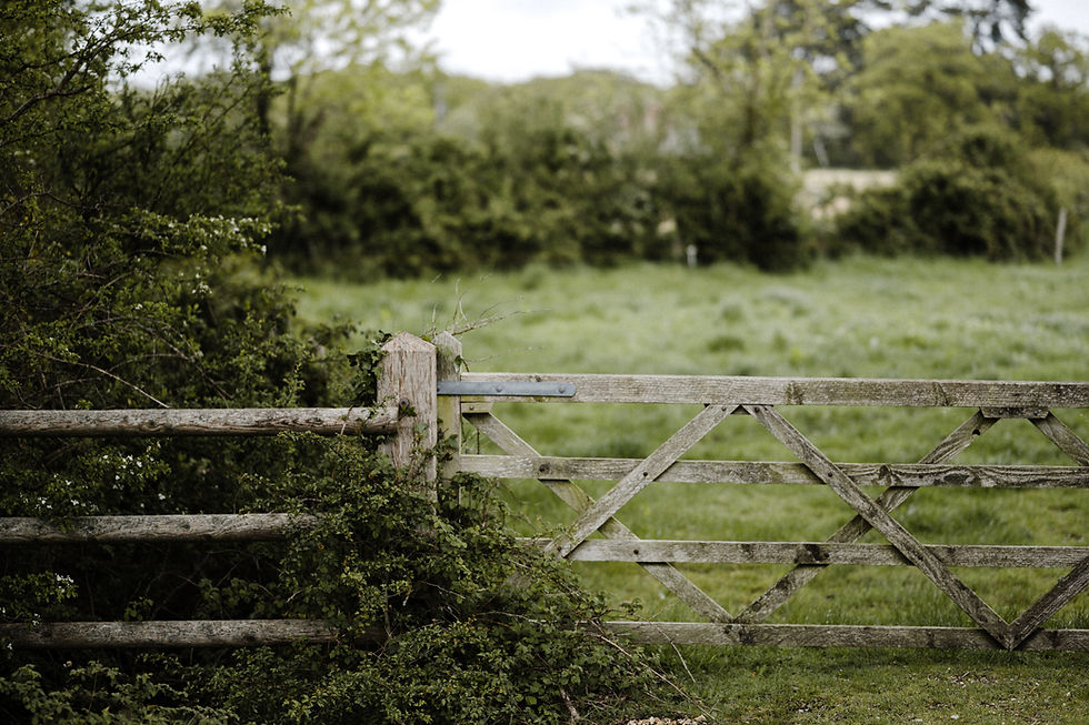 Image by Annie Spratt
