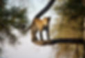 Leopard in serengeti